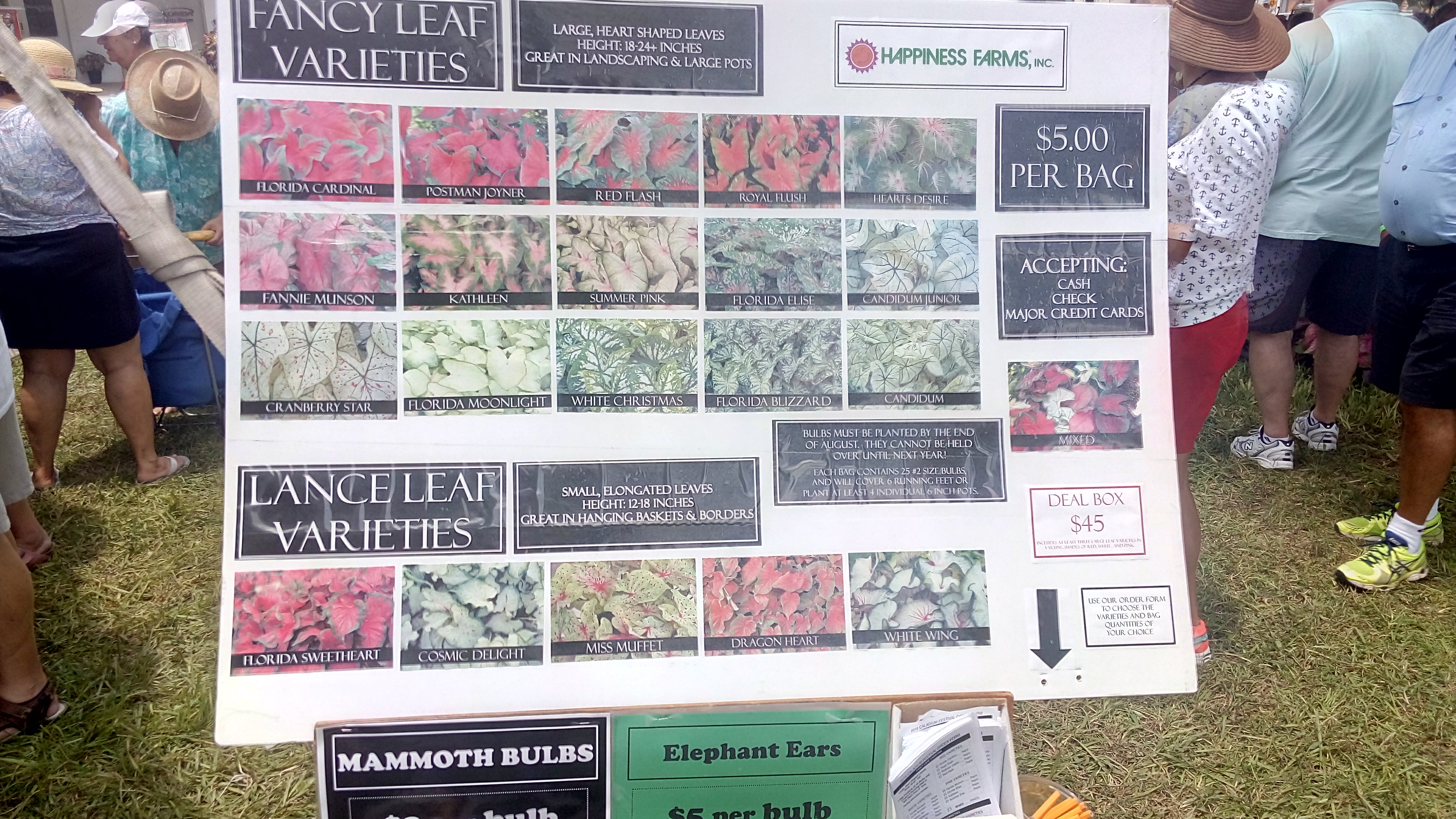 caladium Festival